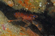 Galathea-stigosa-Belle ile Basse Badec-10m-20160702-Denis-ADER-DSC_8562_tn